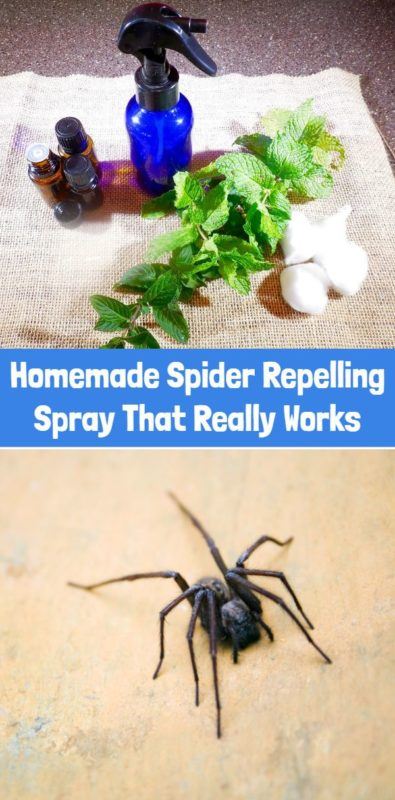 Homemade Spider Repelling Spray That Really Works