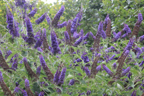 40 Fast Growing Shrubs and Bushes For Creating Privacy