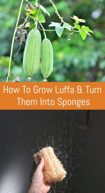 How To Grow Luffa & Turn Them Into Sponges