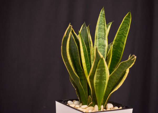 16 Best Plants That Thrive In Your Bathroom