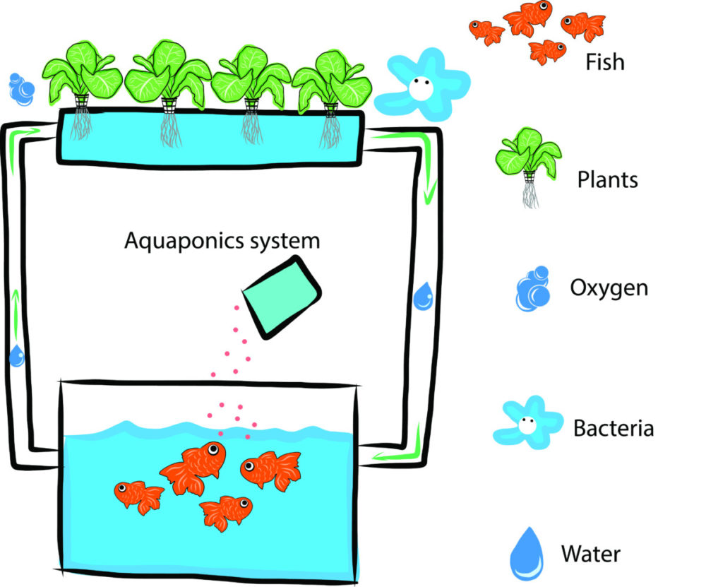 Aquaponics system diagram