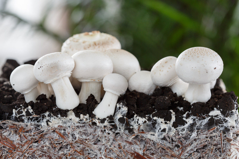 Home grown mushroom and mycelium
