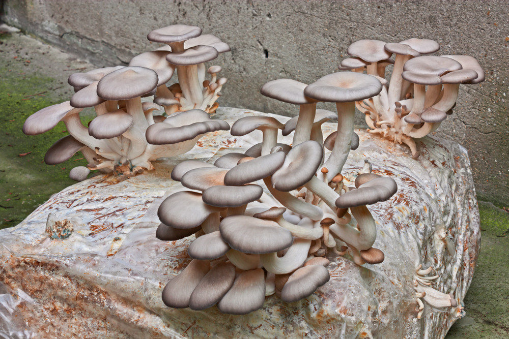 Oyster mushrooms growing in sawdust bale