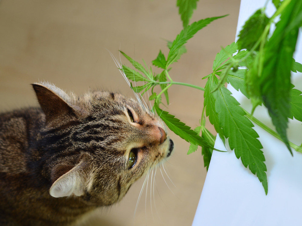 Cat chewing on houseplant leaves