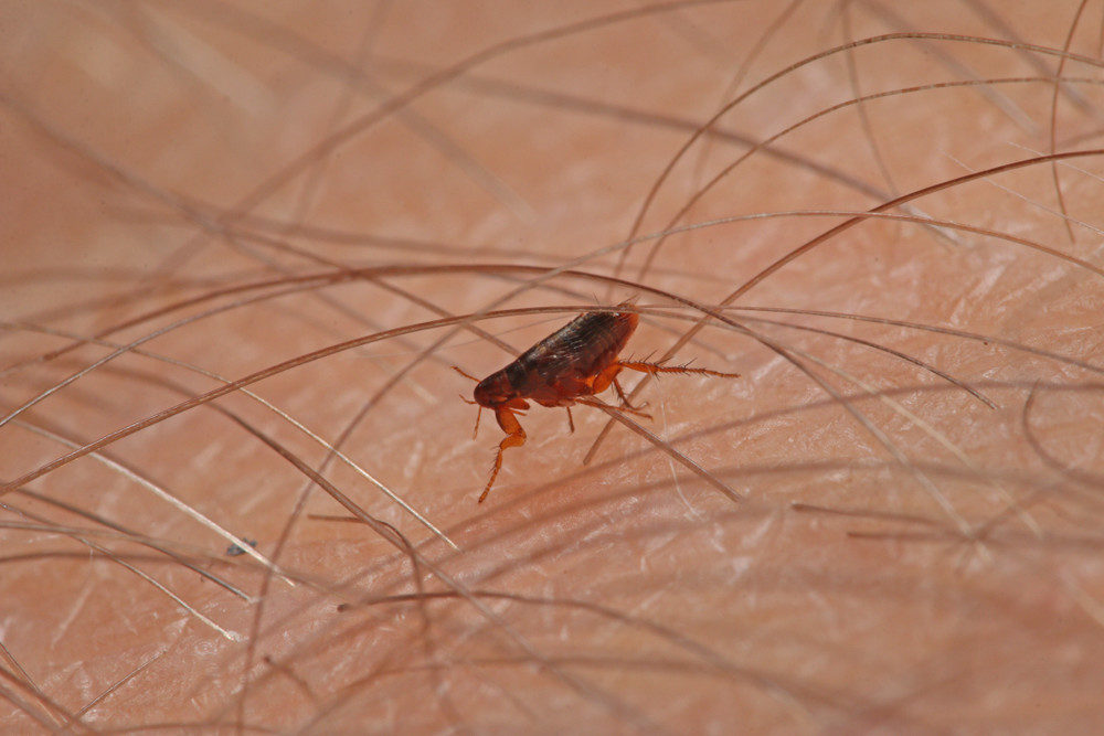 Flea on the skin