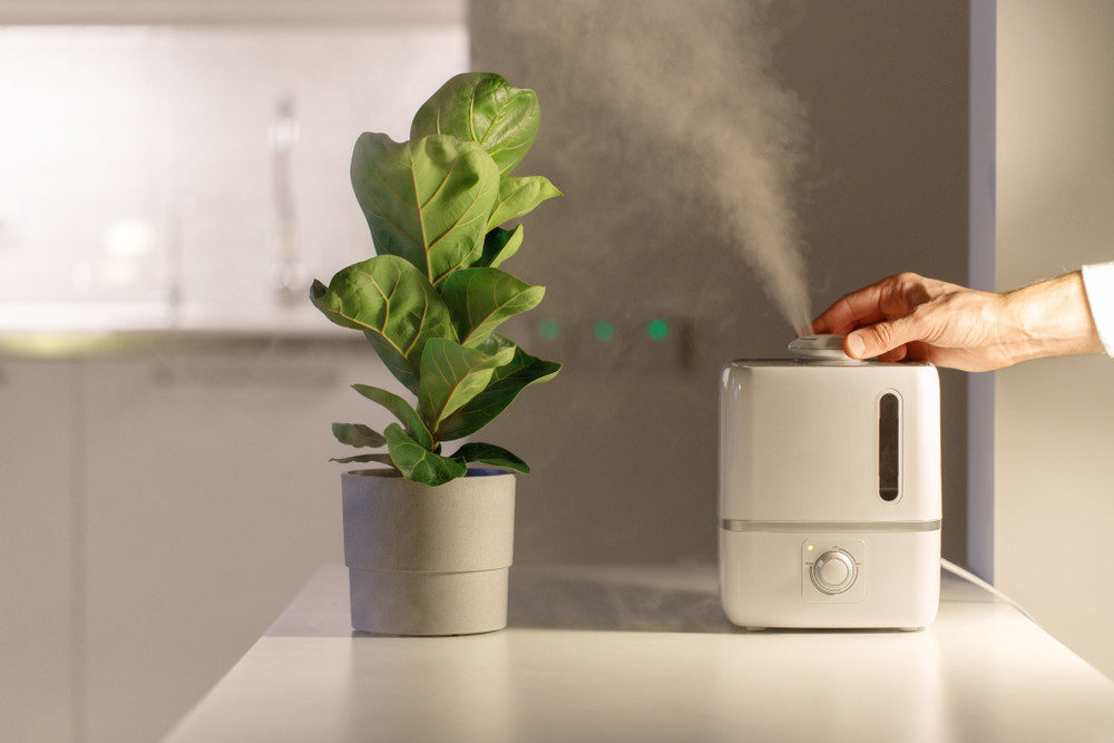 Plant and humidifier