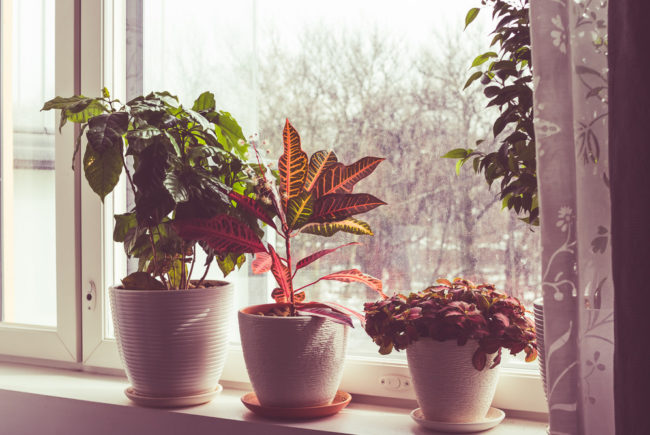 15 Things You Are Doing That Are Killing Your Houseplants
