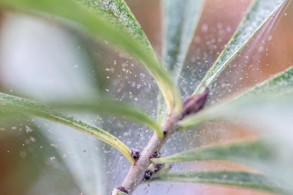 Spider mites on house plant