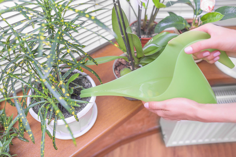 Watering a houseplant