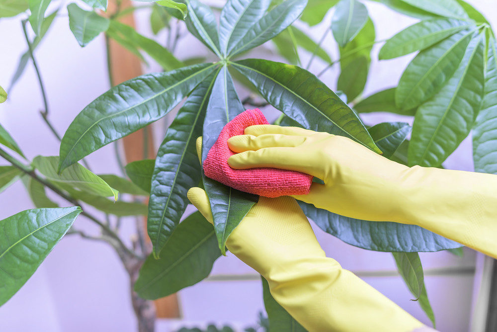 Wiping dust off houseplant leaves