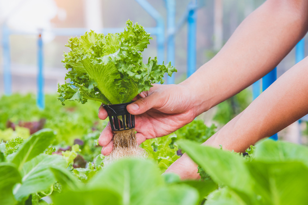 25 Herbs, Vegetables & Plants You Can Grow In Water