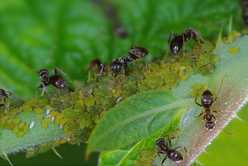 Ants and aphids on plant