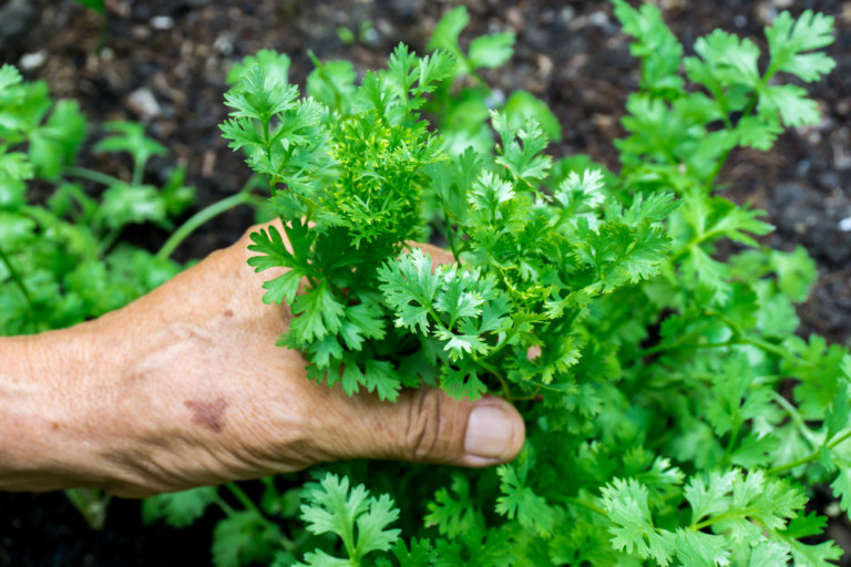 Top 12 Must-Have Herbs To Grow In Your Kitchen Garden