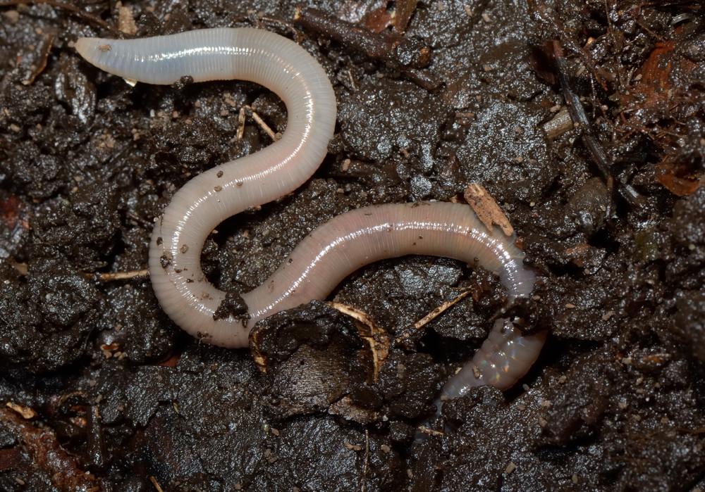 Earthworm in wet soil