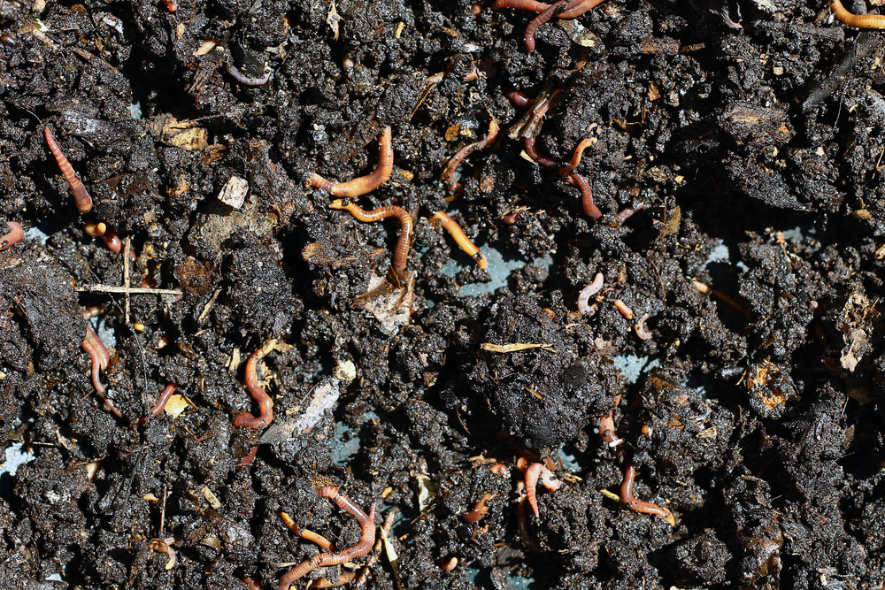 Earthworms in humus soil
