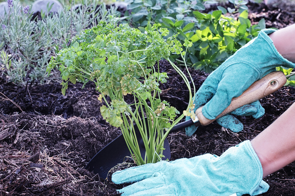 Gardener planting parsley