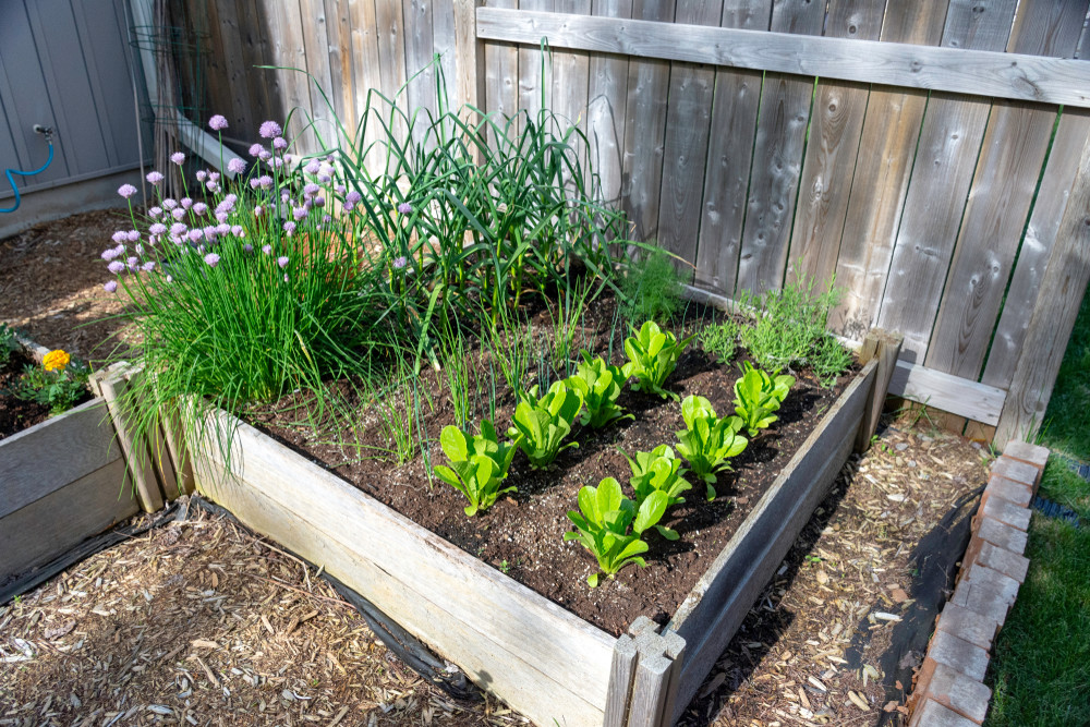 Green onions in square foot garden