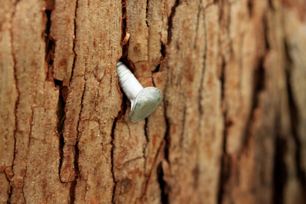 Nail in tree