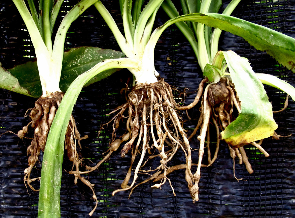 Root knot caused by nematode disease
