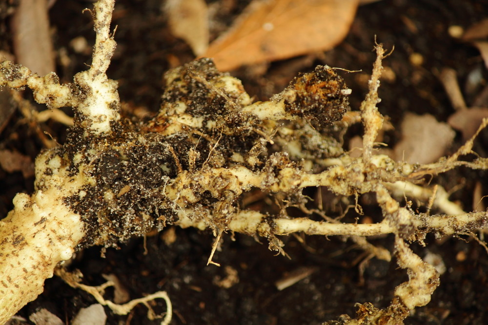 Nematode root damage