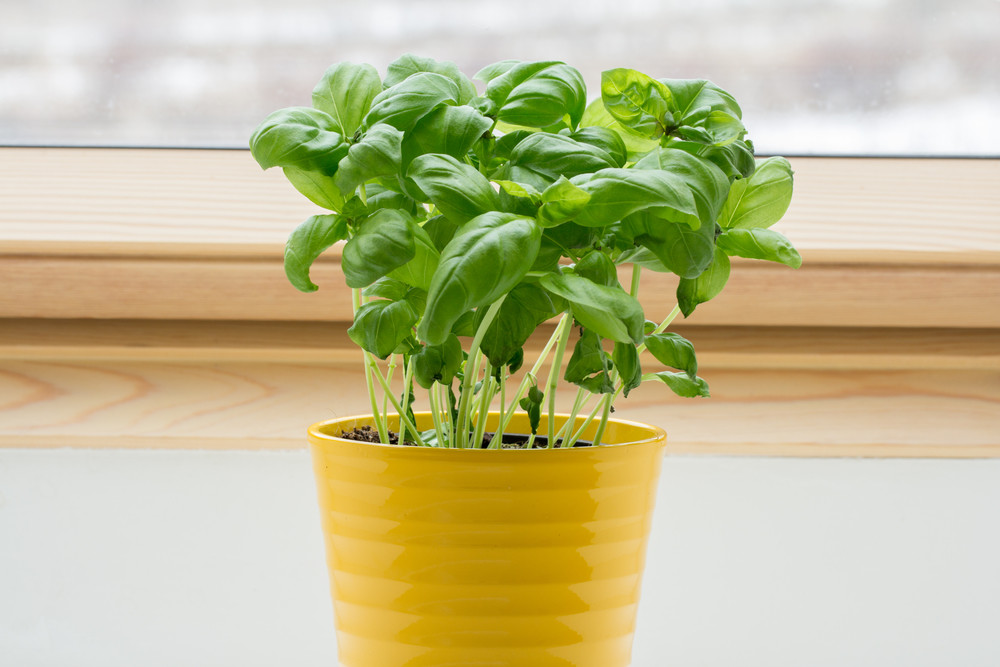 Potted basil