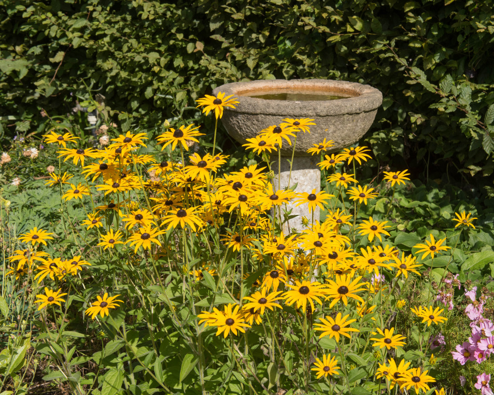 Rudbeckia companion plants