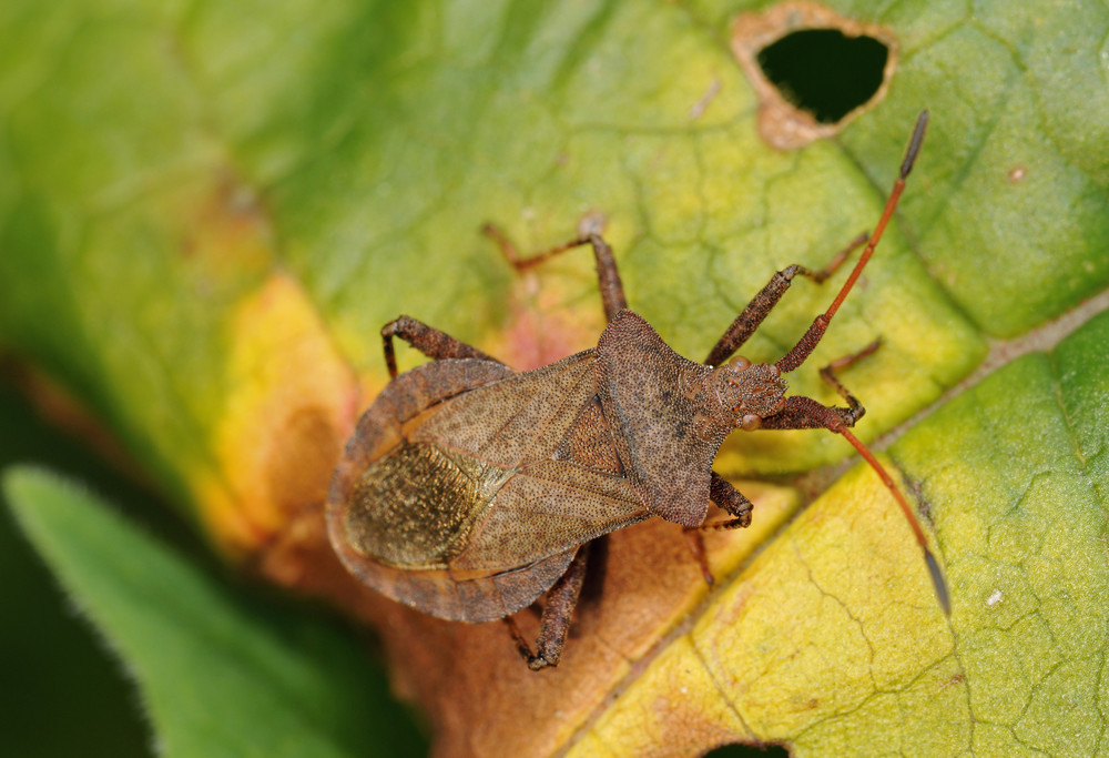 Squash bug and damaged leaf
