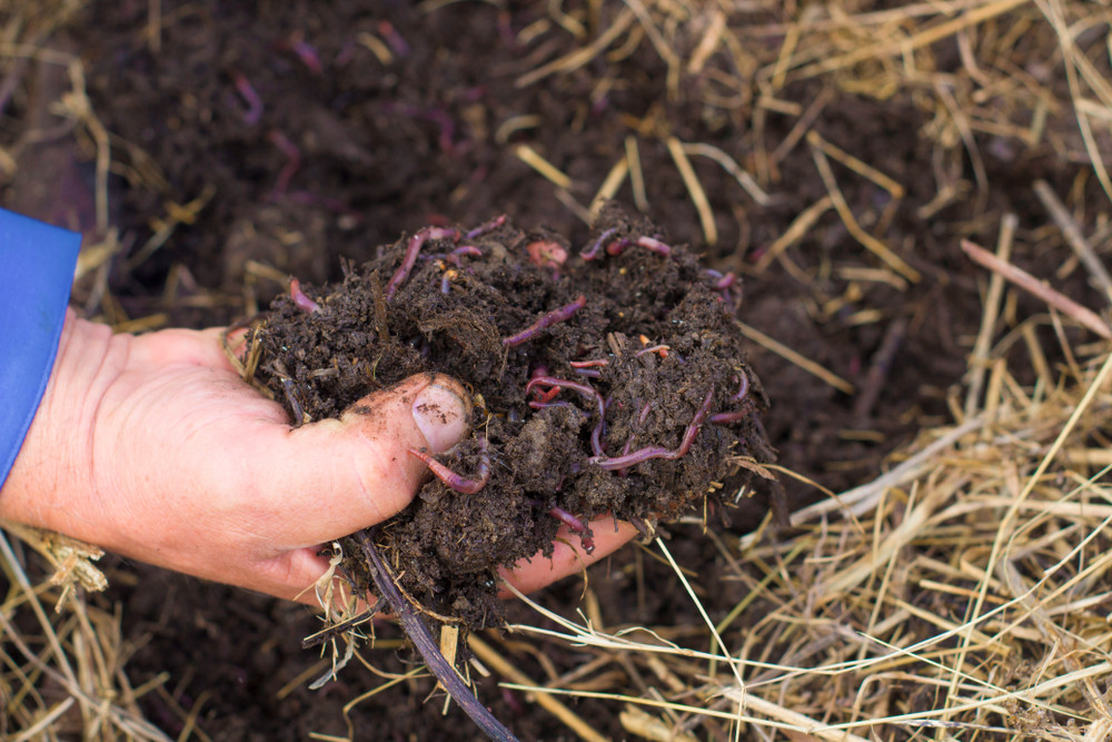 Earthworms in manure, in hand