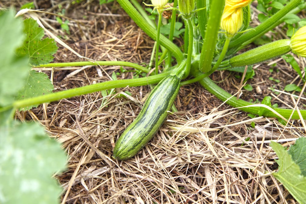 Zucchini growing on mulch