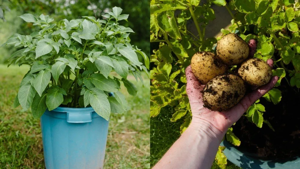 https://www.naturallivingideas.com/wp-content/uploads/2020/02/grow-potatoes-collage-3.jpg.webp