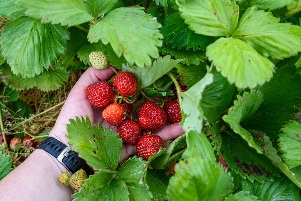June bearing strawberries