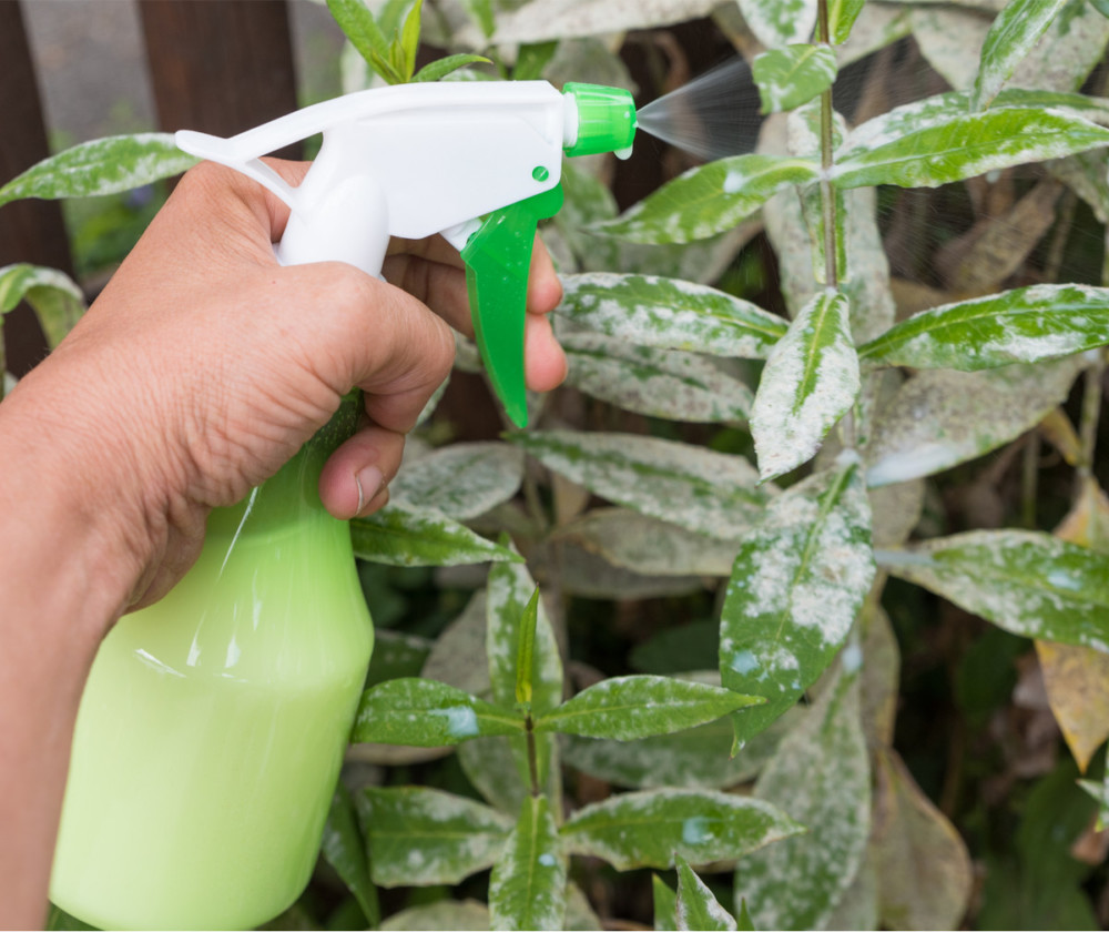 Spraying milk onto plants