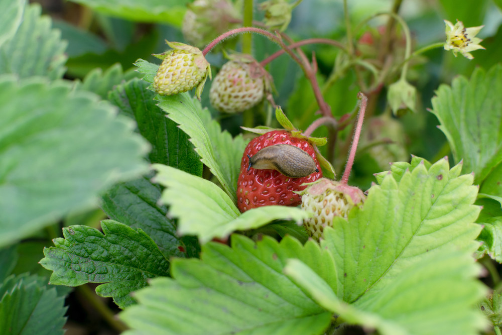Slug strawberry plant