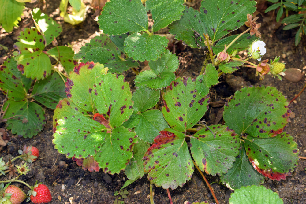 Strawberry plant with fungal disease