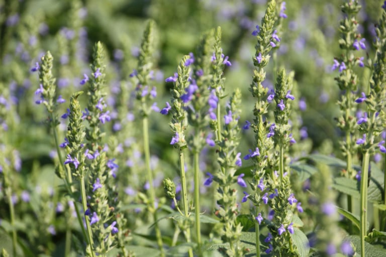 How To Grow Chia Seeds + 5 Uses For The Entire Plant