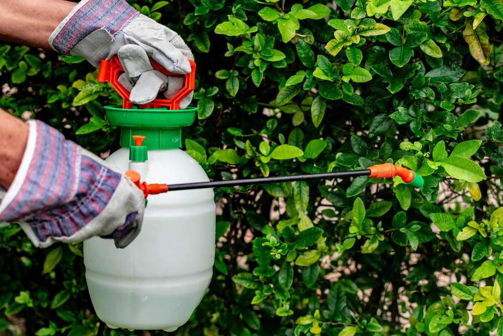 Spraying herbicide