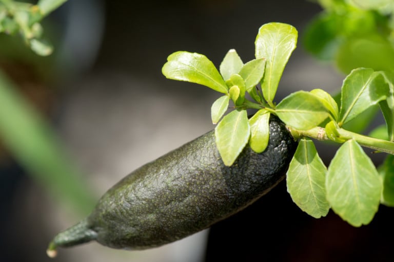 How To Grow Finger Lime Trees In Pots No Matter Where You Live