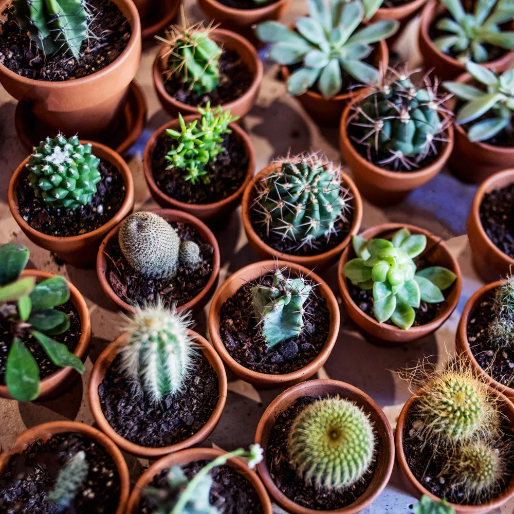 22 Practically Immortal Houseplants That Even You Can't Kill