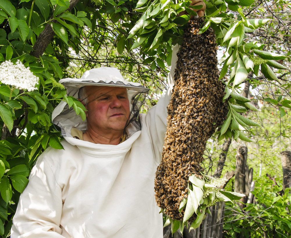 Bee keeper with swarm of bees