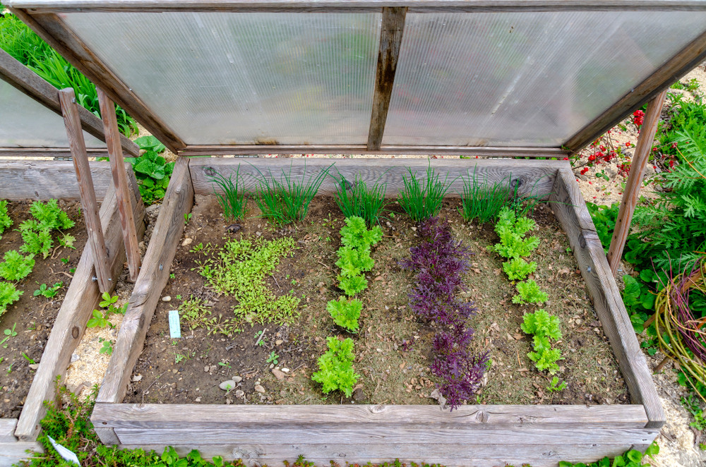 Young plants in cold frame