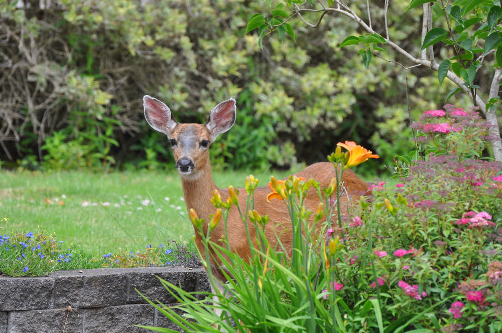 Deer in garden