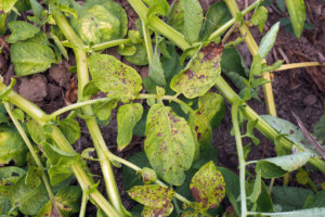 7 Common Plant Diseases To Watch Out For & How To Fix Them