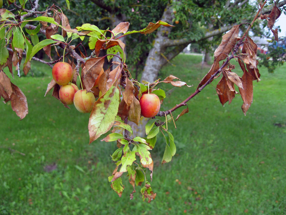Plum tree with fire blight