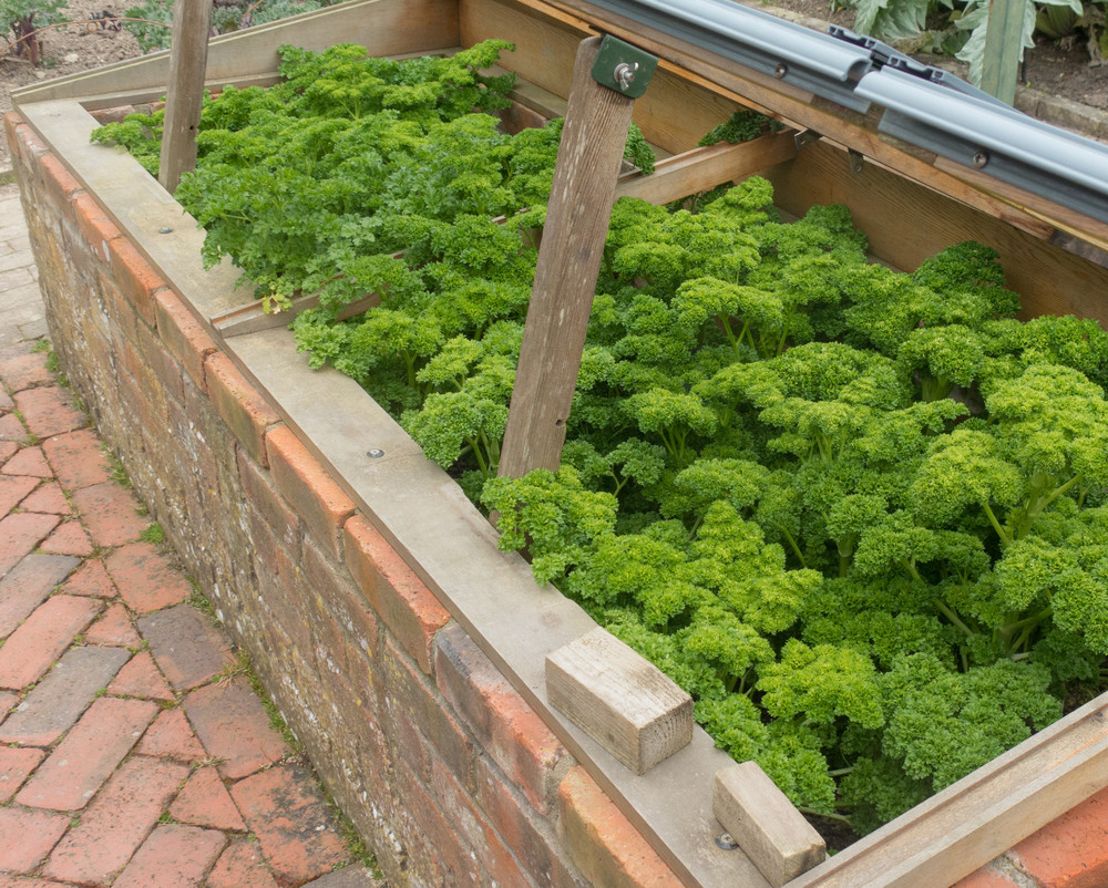 Parsley in cold frame