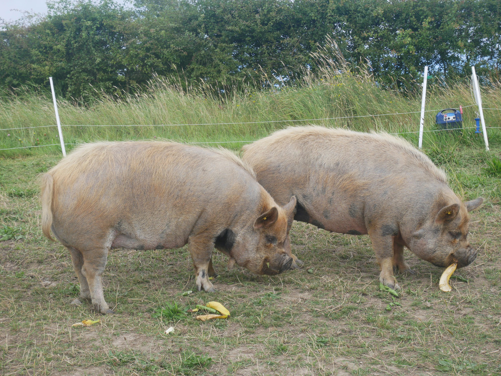 Pigs eating banana peel