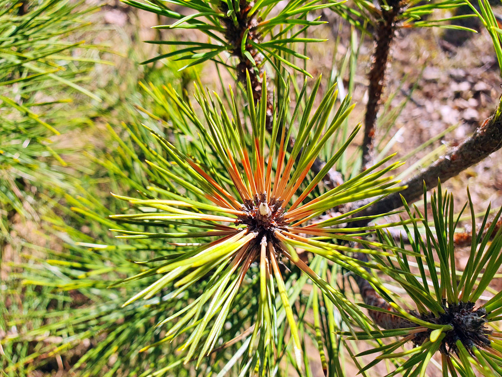 Pine needles with rust