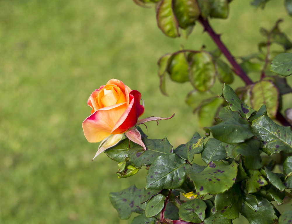 Rose plant with black spot