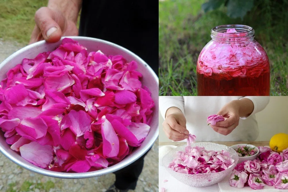 11 Brilliant Ways To Use Rose Petals You've Got To Try