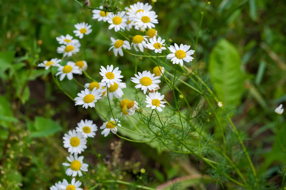 Grow These 13 Herbs in Pots for a Fragrant Garden Almost Anywhere