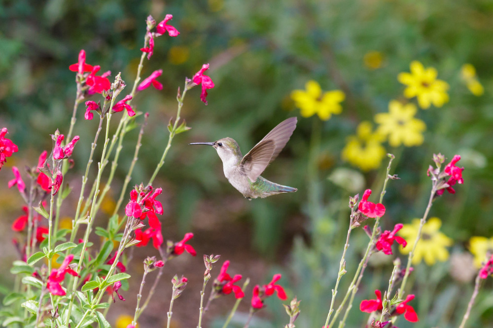 Hummingbird garden plants zone 4